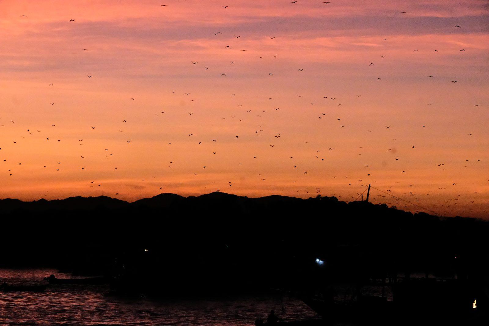 Vinca Deluxe Phinisi – Tramonto a Kalong: il fiume di volpi volanti, guardato dal ponte