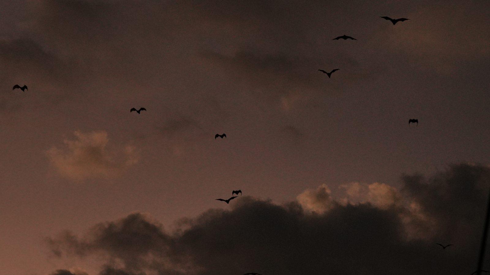 Kalong – Flock of bats in dusk sky (Foto reale da un viaggio KEXI)