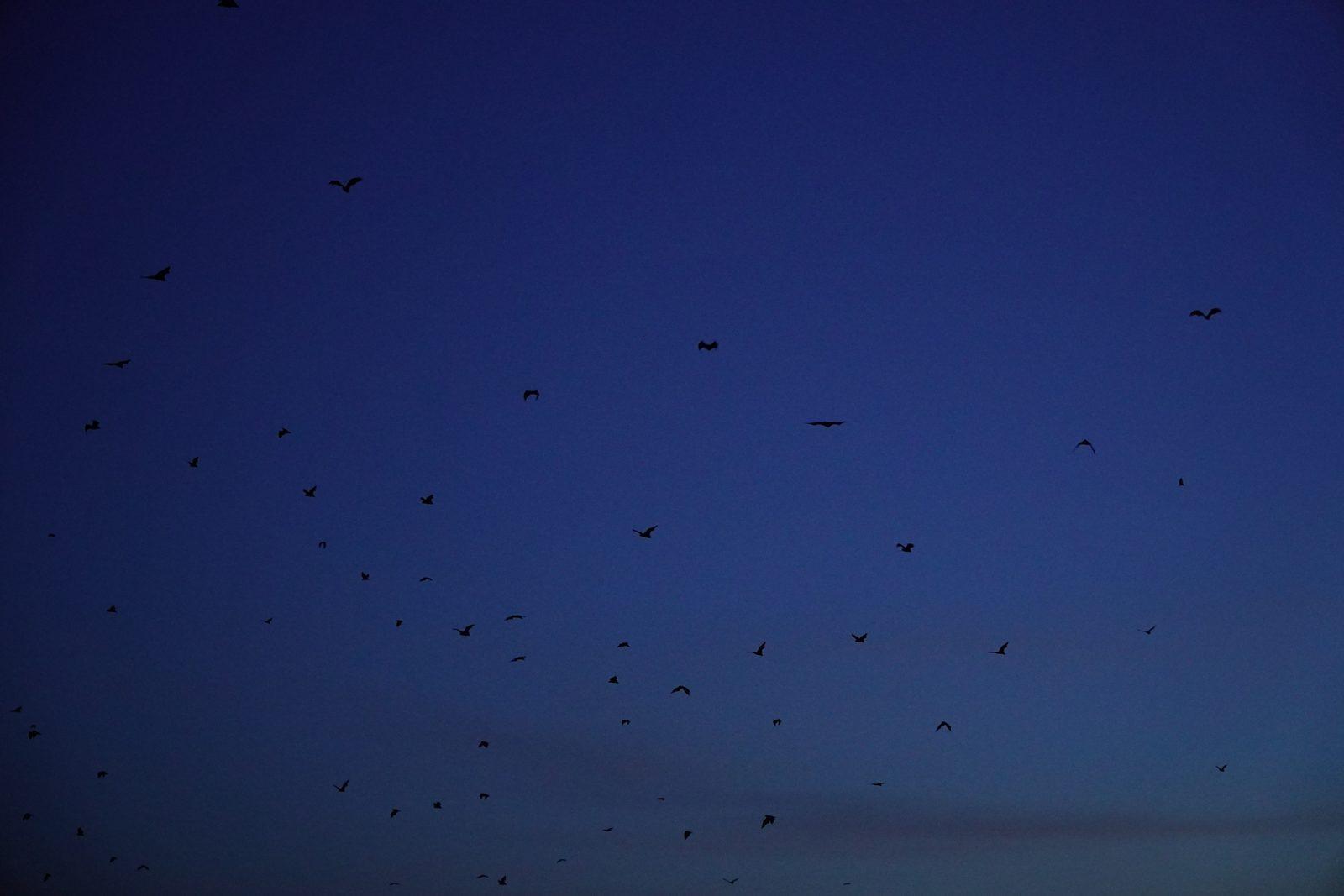 Kalong – many bats flying at dusk (Foto reale da un viaggio KEXI)
