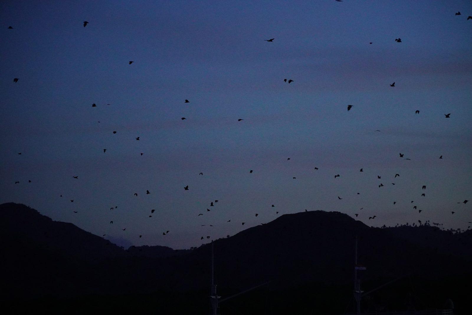 Kalong – bats flying over dark hills at dusk (Foto reale da un viaggio KEXI)