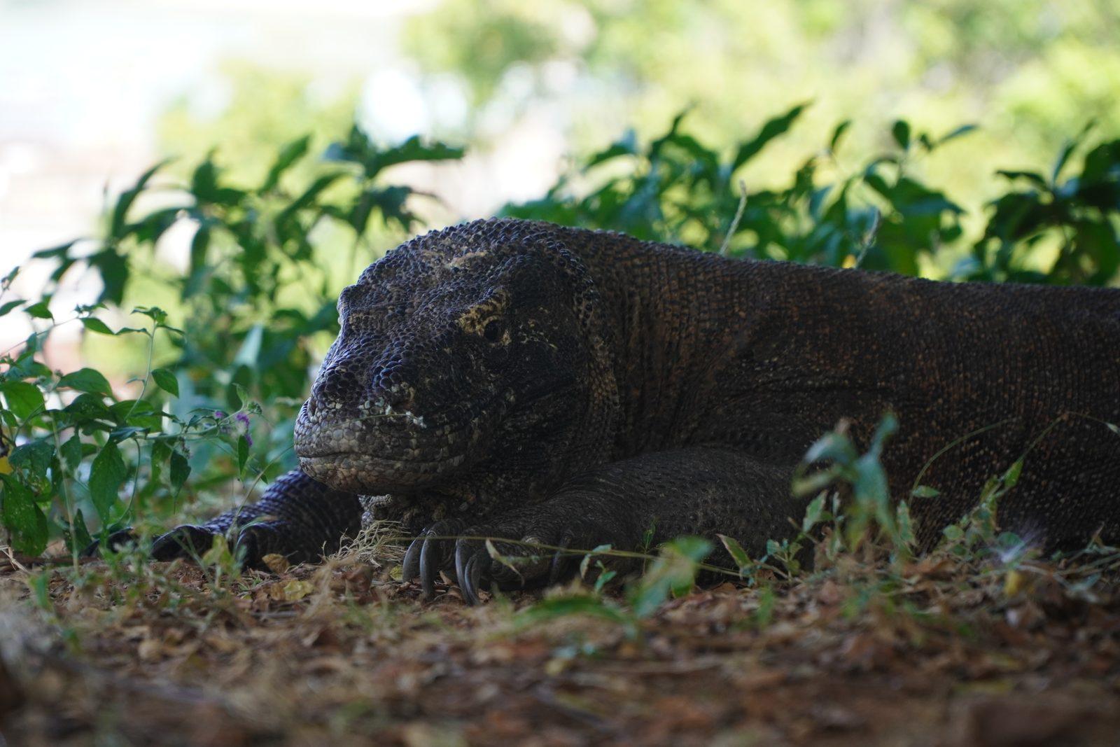 Vinca Deluxe Phinisi – Trekking tra i varani di Komodo: che cosa è una camminata con il ranger e che cosa non è