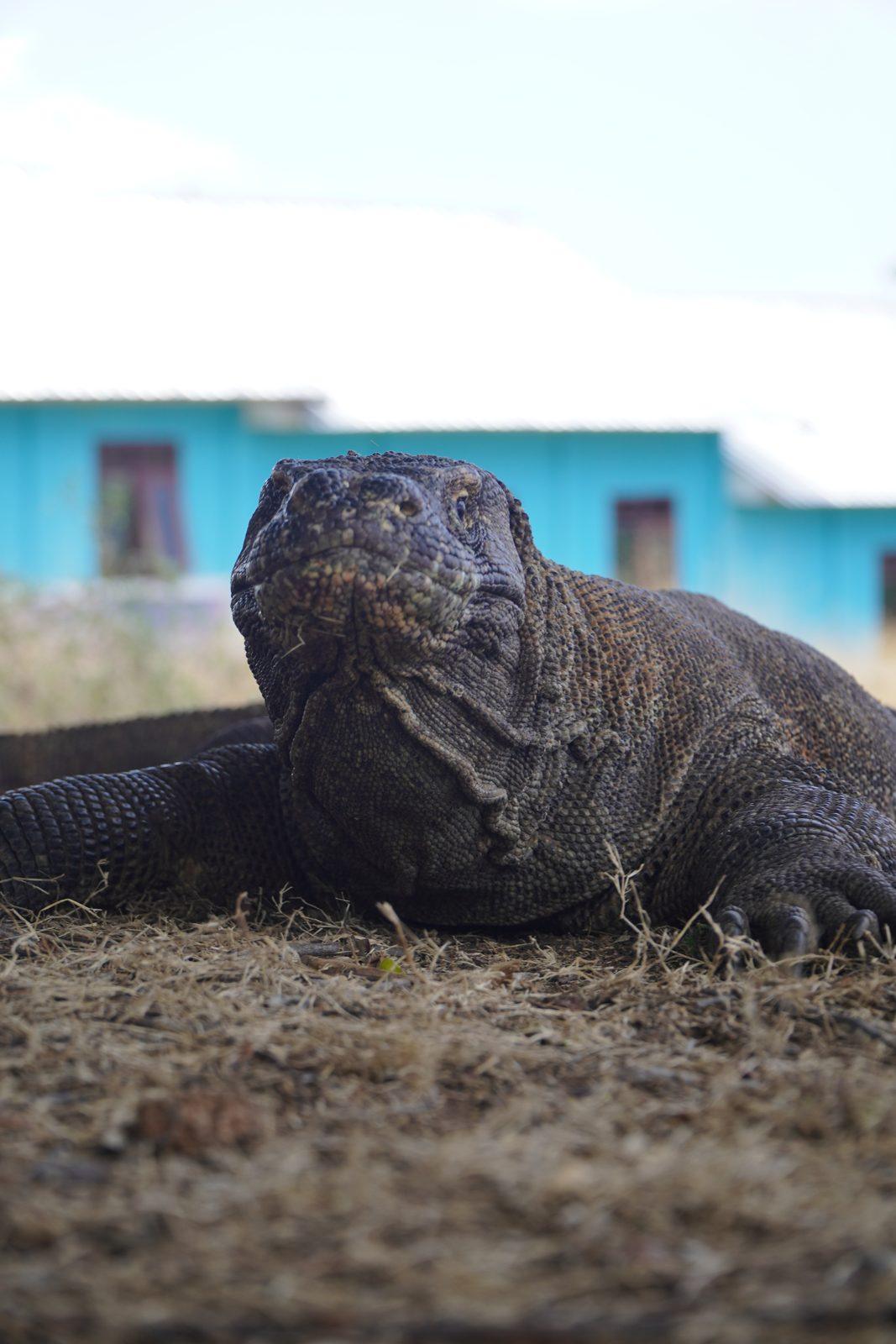 Komodo – dragon in front of blue house (Foto reale da un viaggio KEXI)