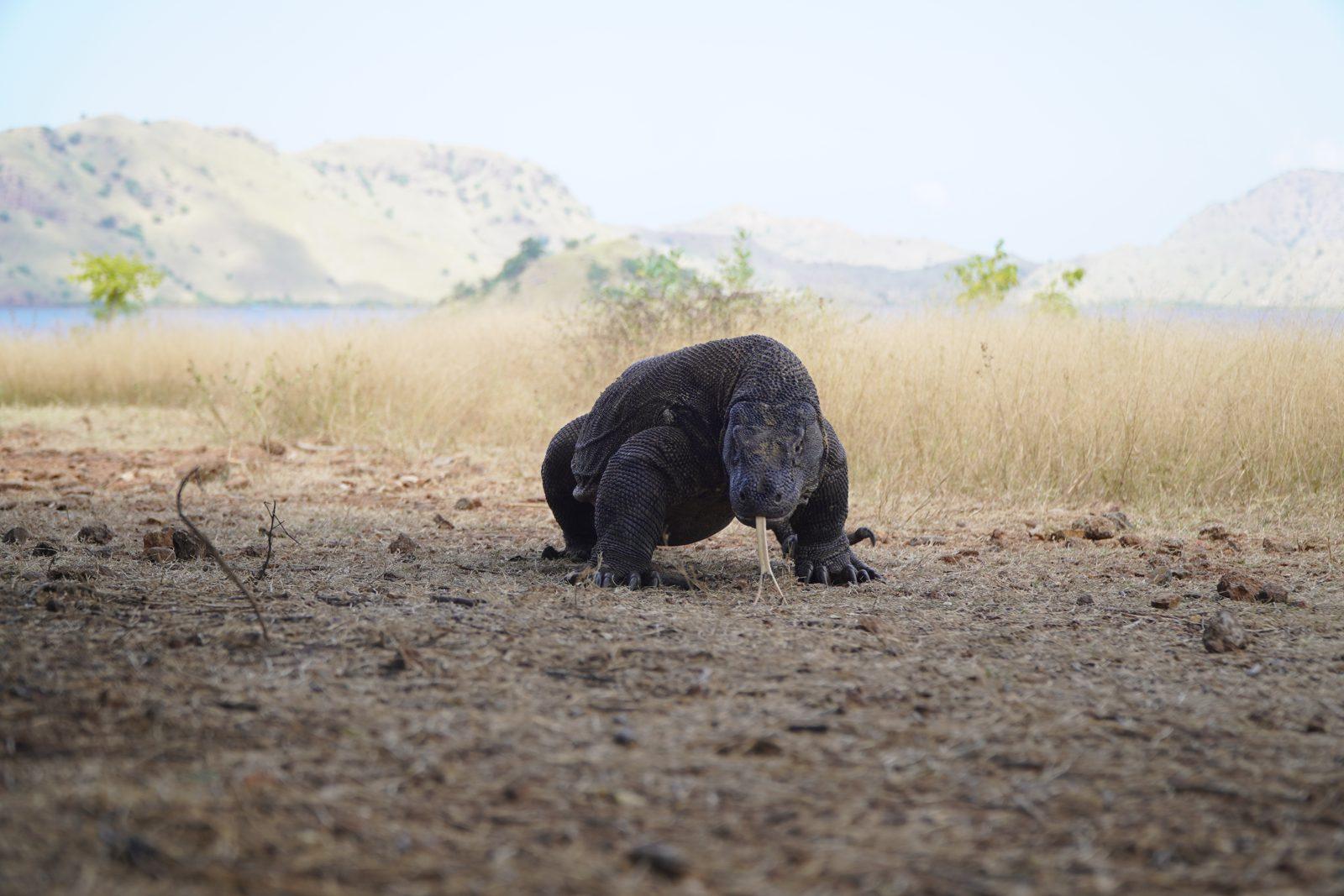 Komodo – dragon walking on dry savanna (Foto reale da un viaggio KEXI)