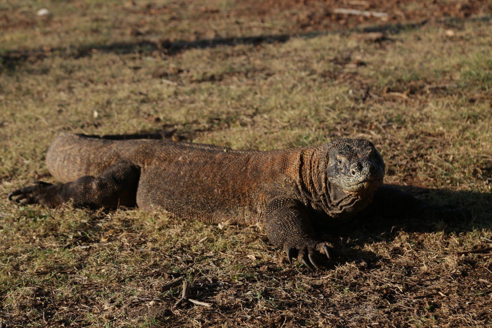 Komodo – komodo dragon resting in dry grass (Foto reale da un viaggio KEXI)