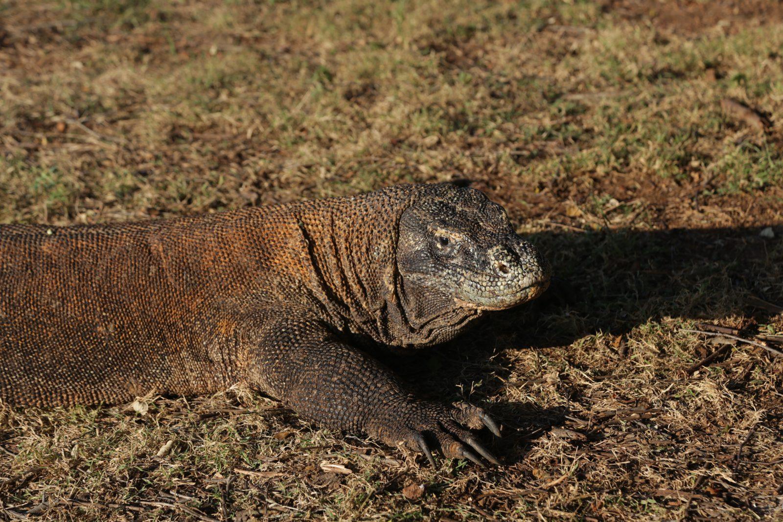 Komodo – komodo dragon close, dry grass (Foto reale da un viaggio KEXI)
