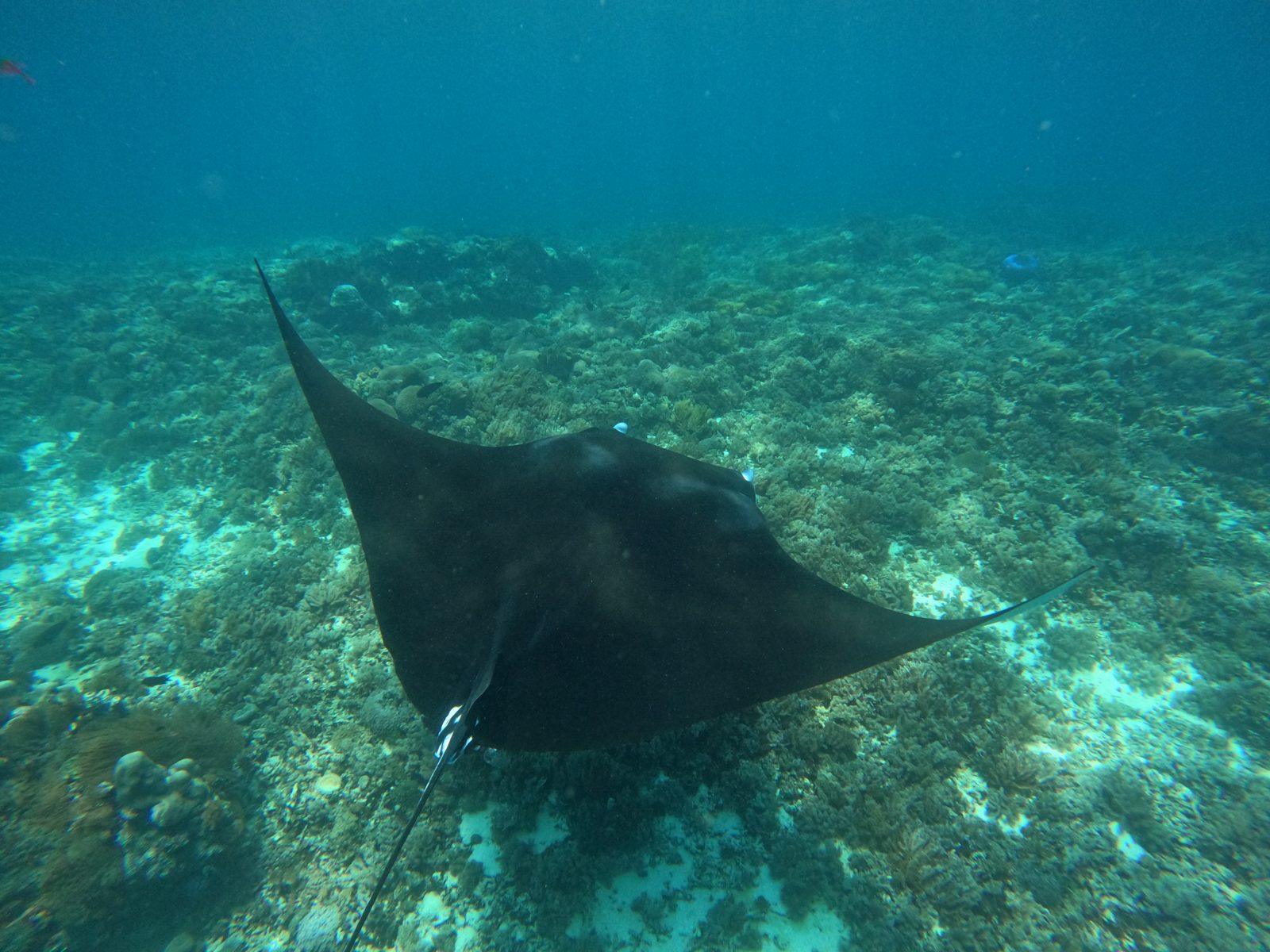 Vinca Deluxe Phinisi – Manta Point, Komodo : un snorkeling à la dérive, pas un lagon