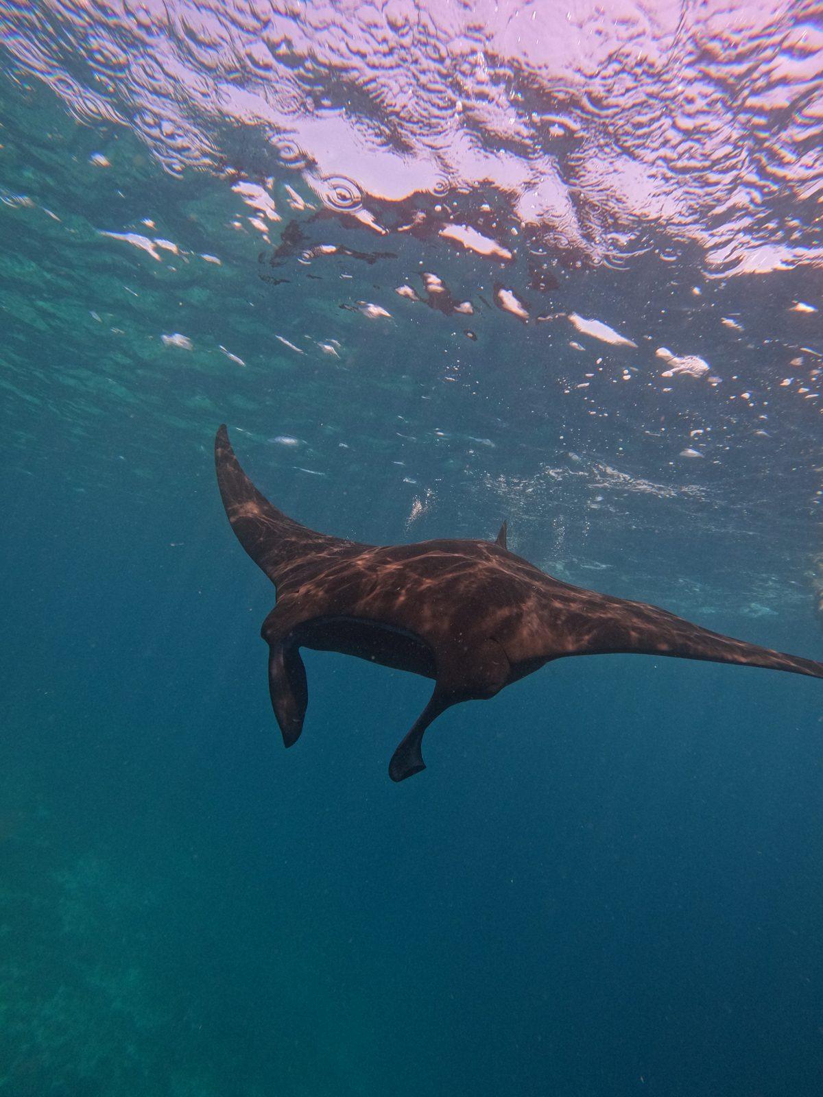Manta Point – manta ray below swimmer at surface (Photo réelle d'une sortie KEXI)