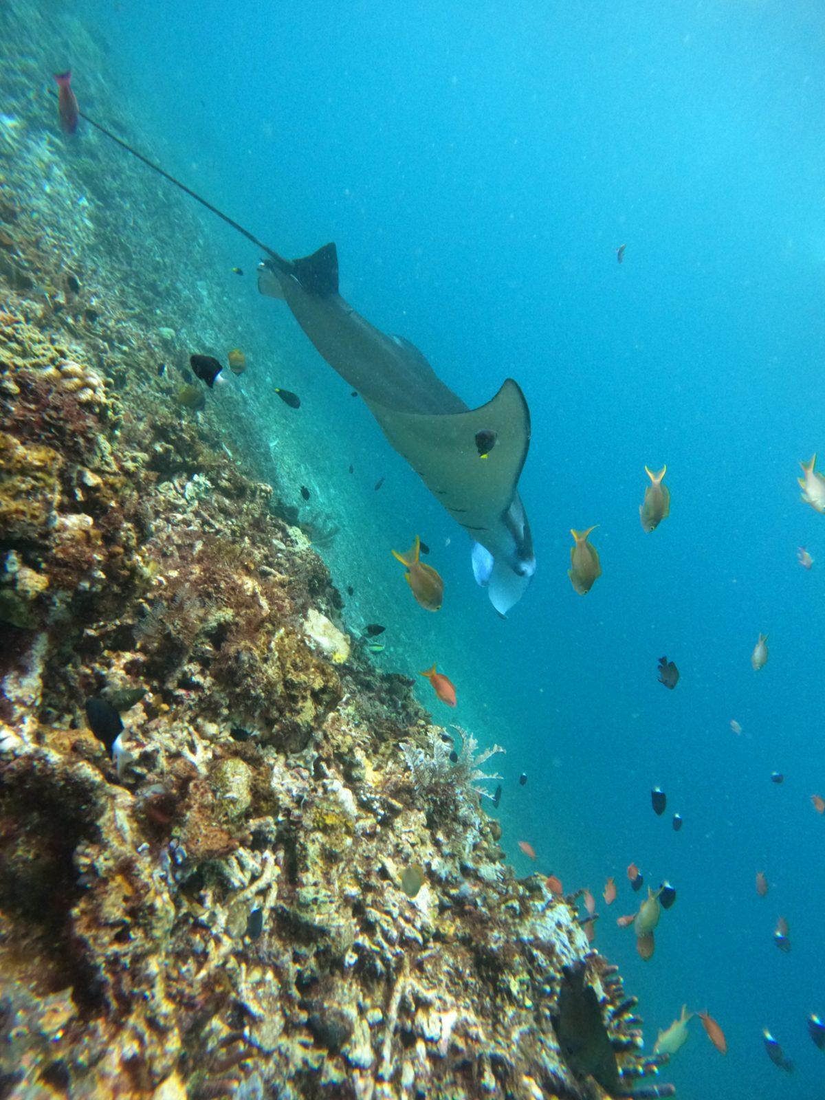 Manta Point – manta ray over reef with fish (Photo réelle d'une sortie KEXI)