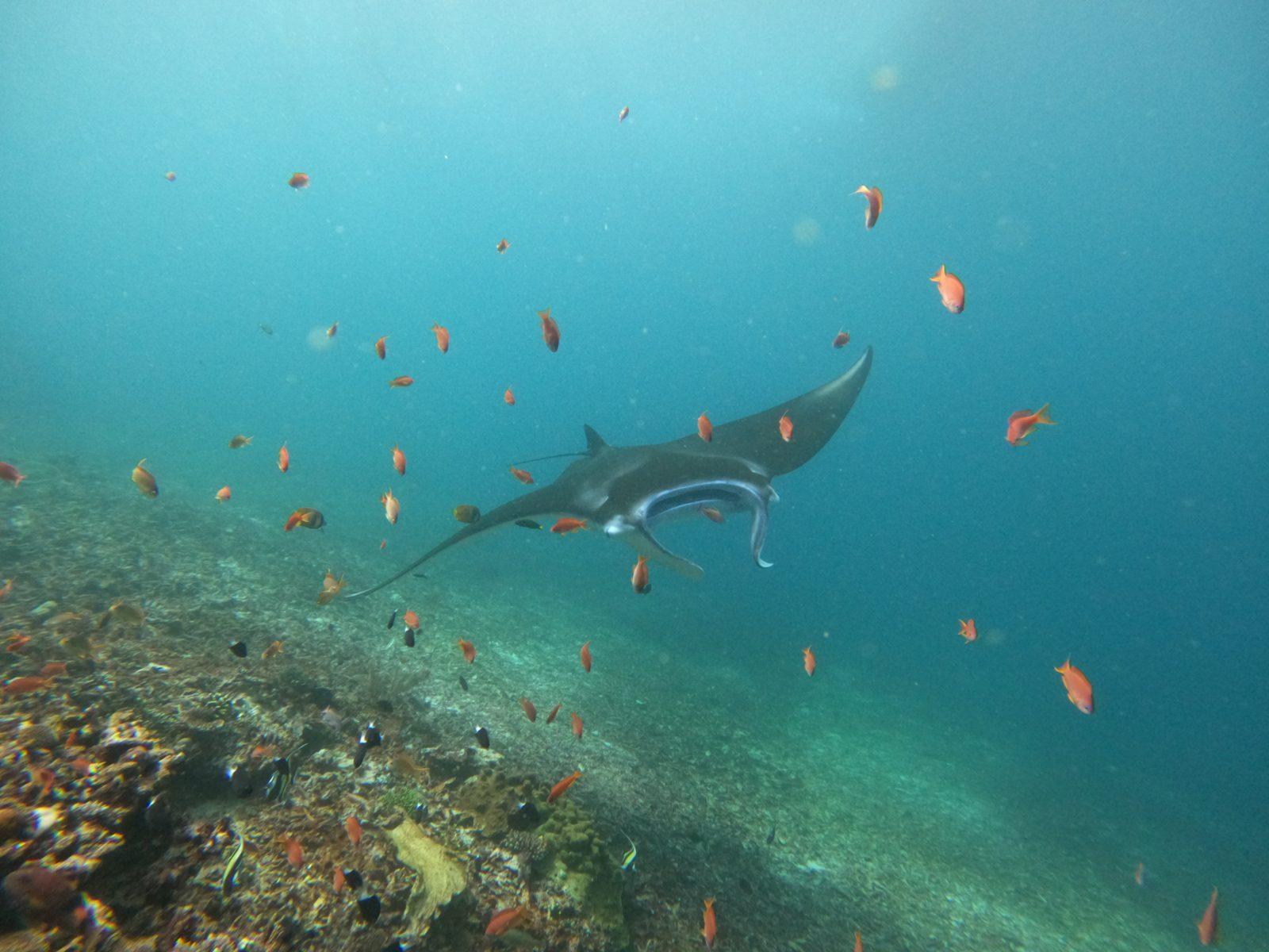 Manta Point – manta ray with fish over reef (Photo réelle d'une sortie KEXI)