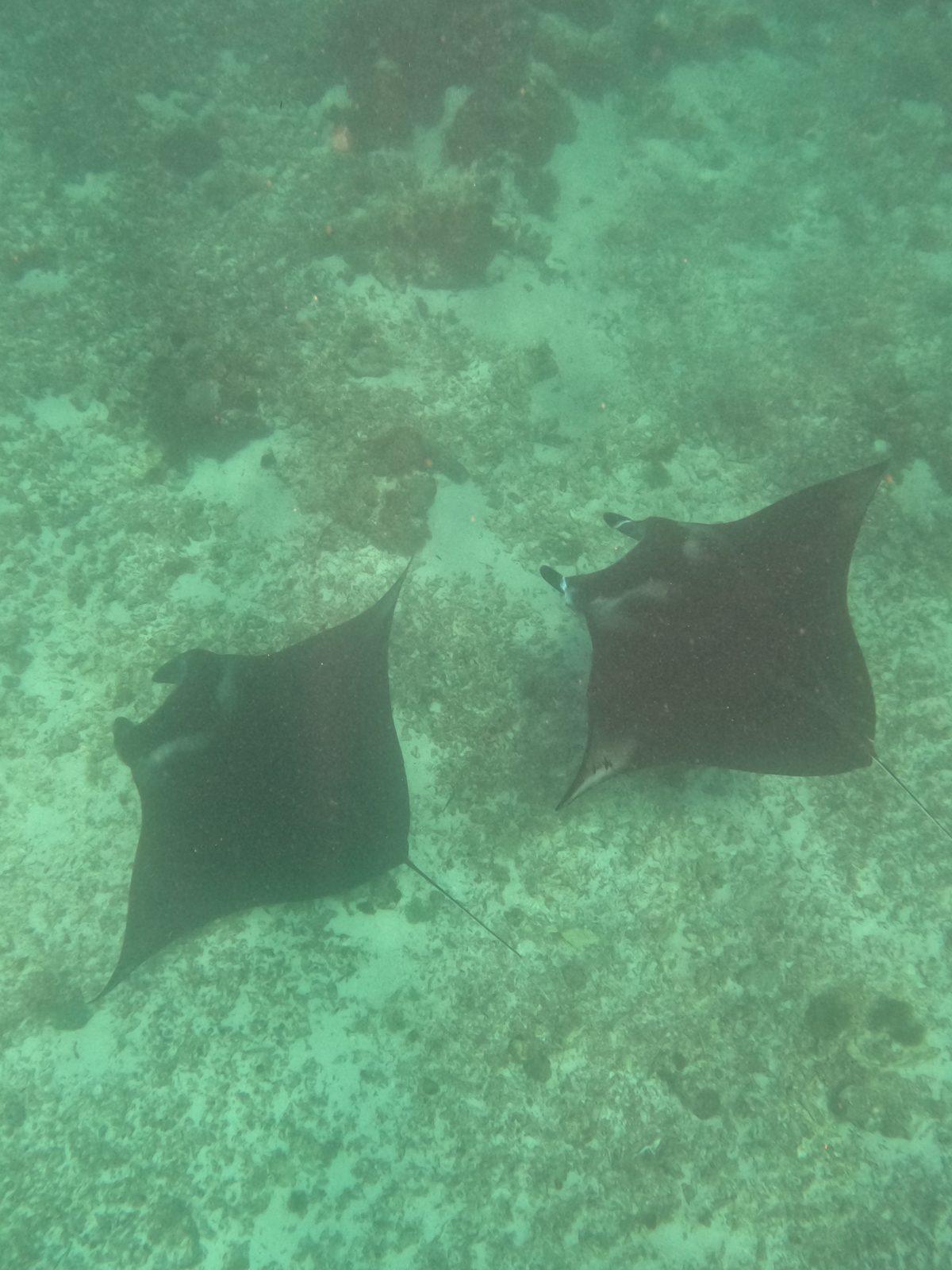 Manta Point – Two mantas over sandy reef, overhead (Photo réelle d'une sortie KEXI)