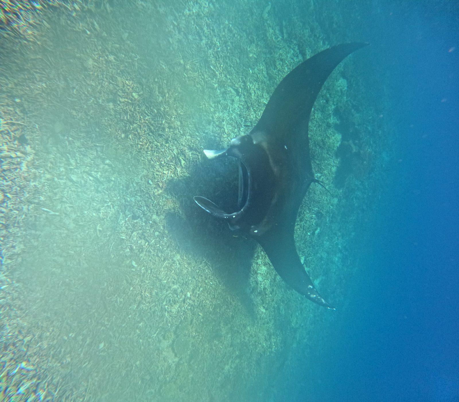 Manta Point – manta ray gliding over bright shallow water (Photo réelle d'une sortie KEXI)