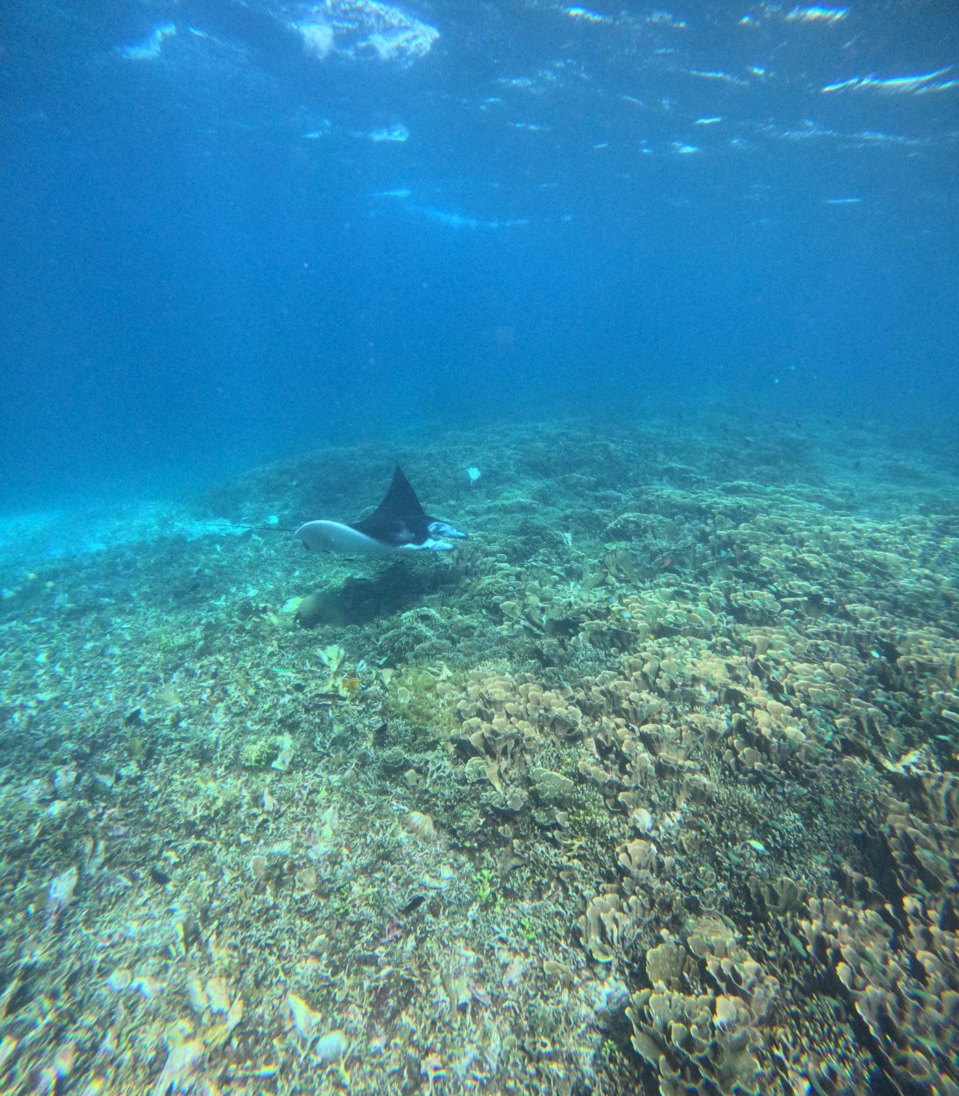 Manta Point – two manta rays gliding over reef (Photo réelle d'une sortie KEXI)