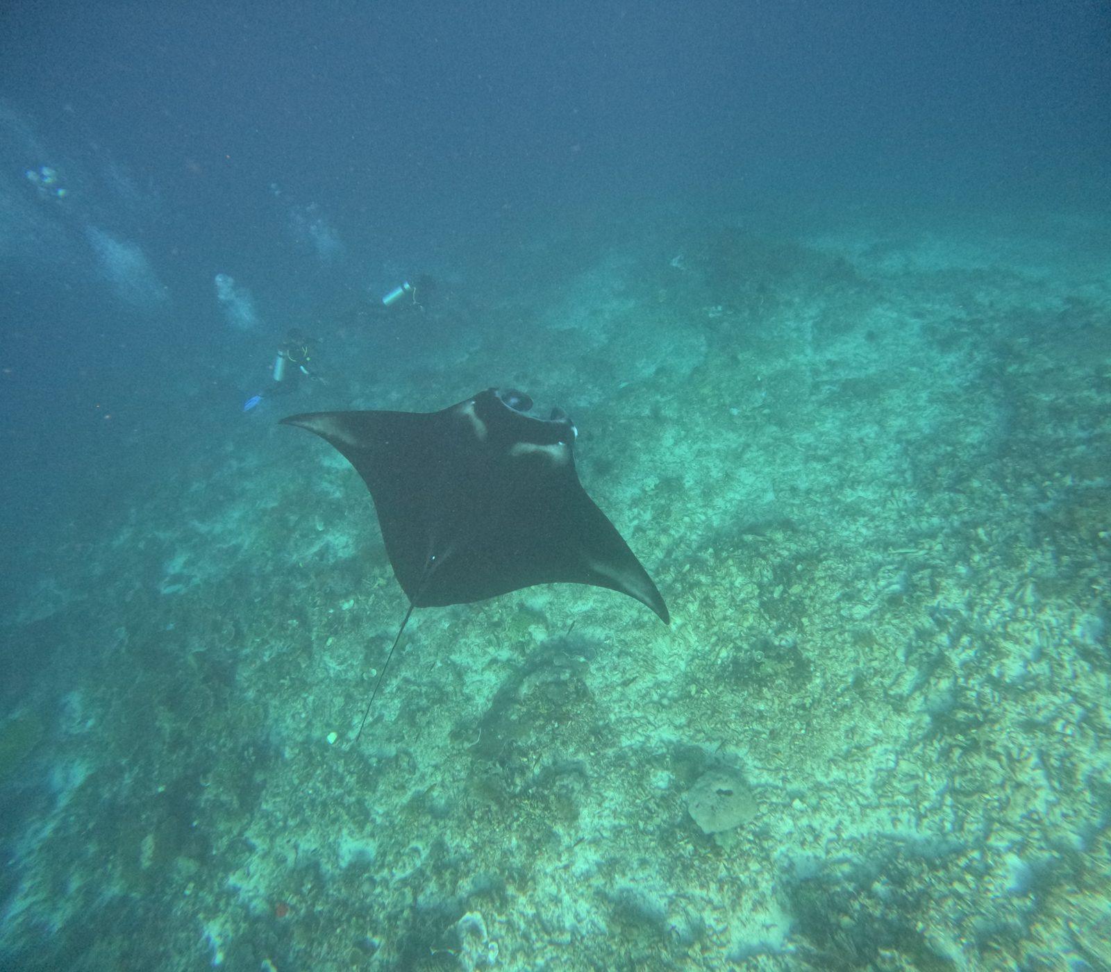 Manta Point – manta ray gliding over reef floor (Photo réelle d'une sortie KEXI)