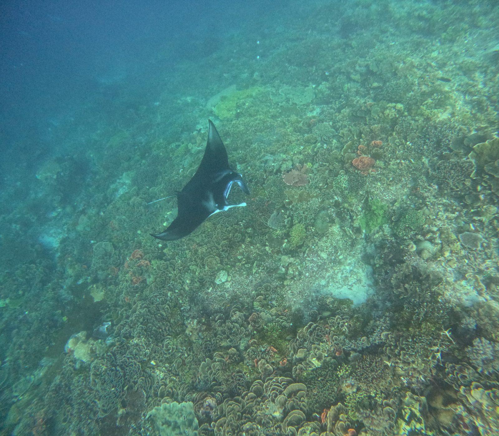 Manta Point – manta ray over dark reef (Photo réelle d'une sortie KEXI)