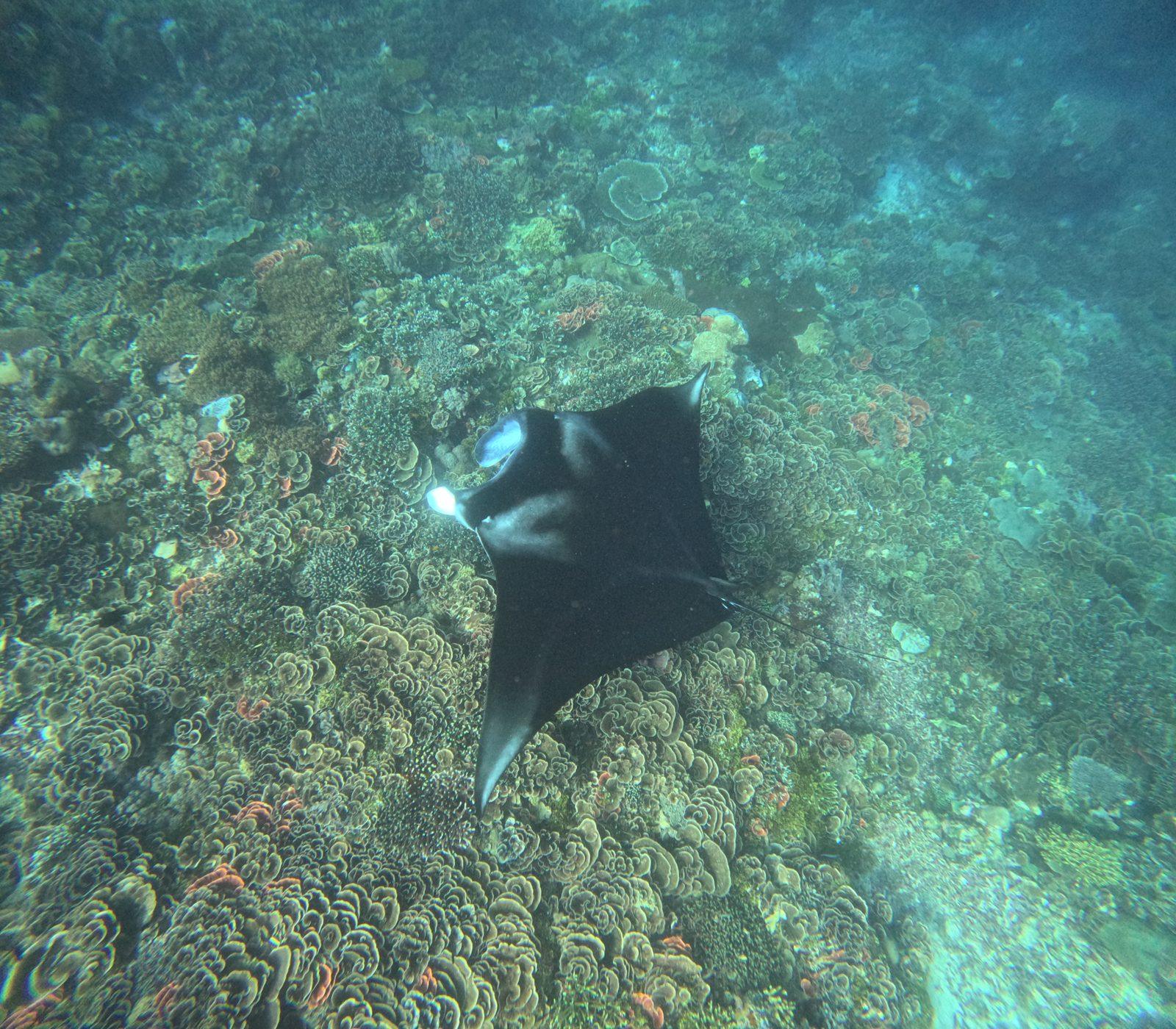 Manta Point – manta ray over coral reef (Photo réelle d'une sortie KEXI)