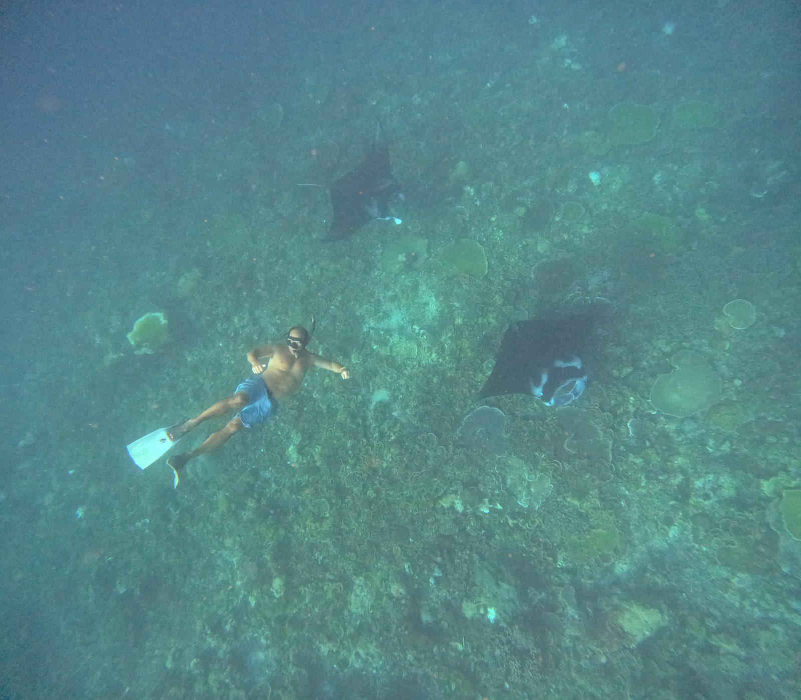 Manta Point – snorkeller with mantas over reef (Photo réelle d'une sortie KEXI)